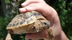 Kako odrediti dob skrbnika kornjača